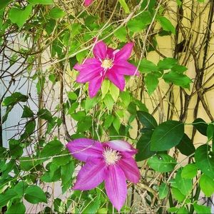 Meet your Posher, Marnie